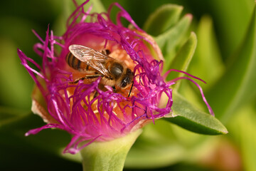 abeille butinant