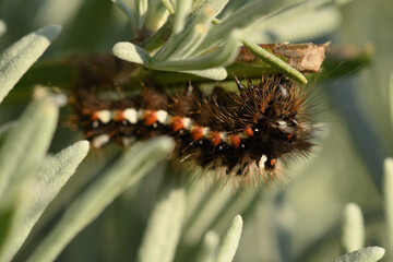 chenille de la noctuelle de la patience