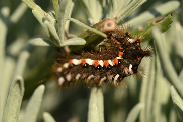 chenille de la noctuelle de la patience