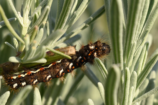 chenille de la noctuelle de la patience