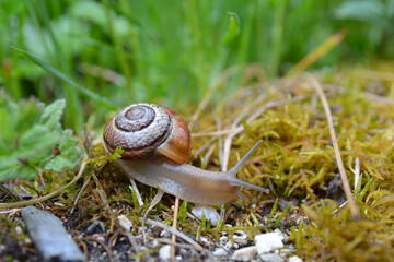 Schnirkelschnecke