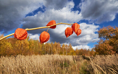 Red physalis boxes on the background of an autumn landscape with a cloudy sky
