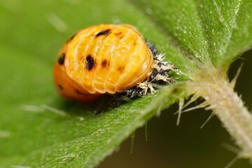 Ladybug pupae on a leaf