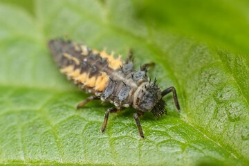Ladybug larva on a leaf