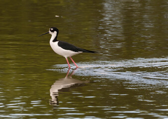 A lone Black-necked Stilt, Himantopus mexicanus, wading in a shallow pond with his reflection in the water.