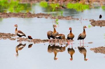 Flock of Black-bellied Whistling ducks in some mudflats foraging for food with their reflection in...