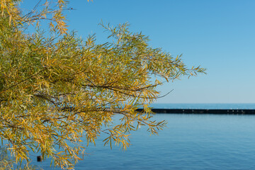 willow shrub tree and view of the lake