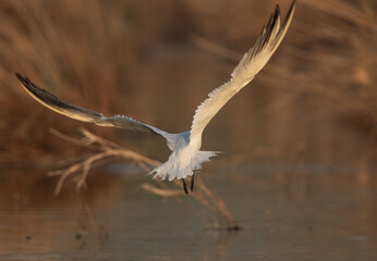 Caspian tern fishing at asker coast, Bahrain