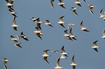 Sender-billed gulls flying at Asker marsh, Bahrain