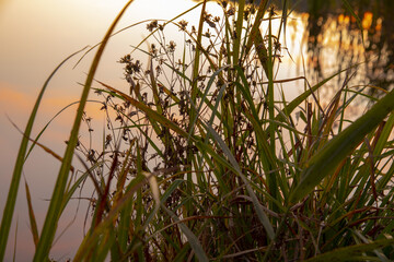 Grass on the background of water illuminated by the sunset rays of the sun.Natural background.