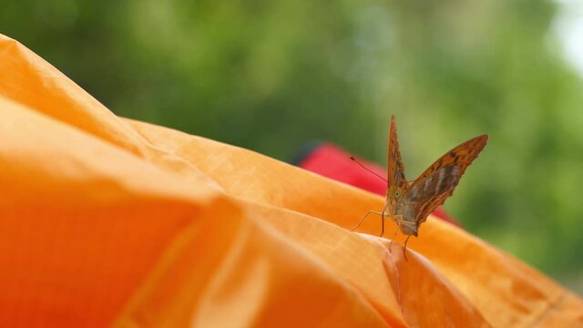 A young orange butterfly mistook the tent for the orange flower