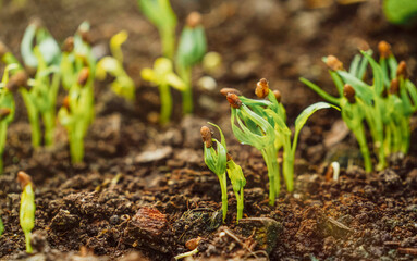 Little green seedlings growing in soil, closeup