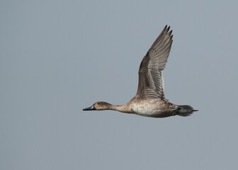 Northern Pintail flying at Asker marsh, Bahrain