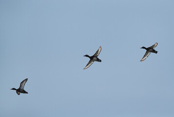 Ferruginous ducks flying at Asker marsh, Bahrain