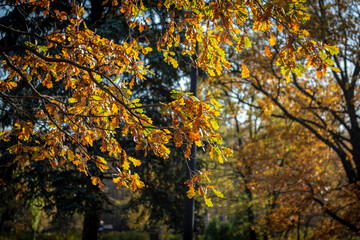 golden autumn in the park of Moscow