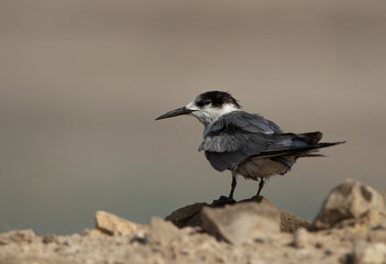 Whiskered tern perched on a boulder at Asker marsh, Bahrain