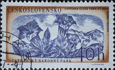Czechoslovakia Circa 1957: A postage stamp printed in Czechoslovakia showing a Gentian (Gentiana clusii) in the Tatra National Park