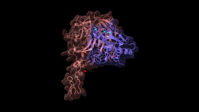Structure of the complex between human hedgehog-interacting protein (pink) and sonic hedgehog (blue). Animated 3D cartoon and Gaussian surface models, PDB 2wfx, black background