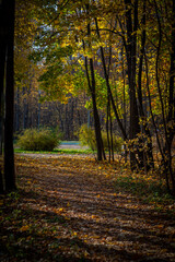 golden autumn in the park of Moscow