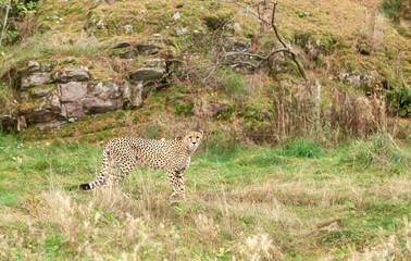 Beautiful wild cat cheetah in a natural park