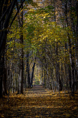 golden autumn in the park of Moscow