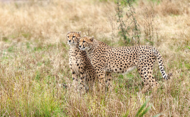 Beautiful wild cat cheetah in a natural park