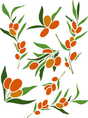 Beautiful sea buckthorn vector,sea buckthorn branches clipart,sea buckthorn branch vector,sea buckthorn vector set.