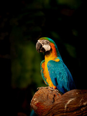 The blue-and-yellow macaw (Ara ararauna), also known as the blue-and-gold macaw