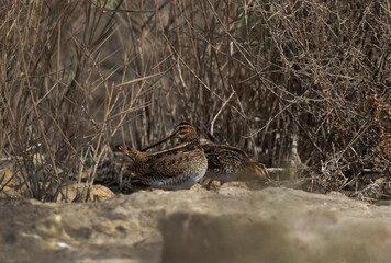 A pair of Common snipe at Akser Marsh, Bahrain.