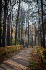 Obraz premium golden autumn in the park of Moscow