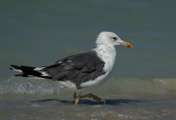 Fototapeta na wymiar Lesser Black-backed Gull at Busaiteen coast, Bahrain