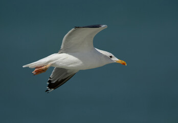 Caspian Gull in flight at Busaiteen coast of Bahrain