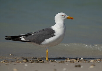 Yellow-legged Gull at Busaiteen coast of Bahrain