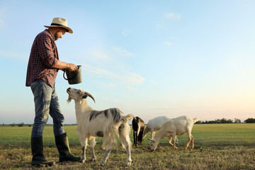 Man feeding goats at farm. Animal husbandry © New Africa