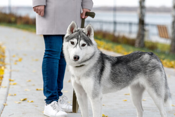 husky dog walks with owner in city park in an autumn day