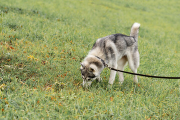 Fototapeta na wymiar husky dog on a leash digging something on the lawn