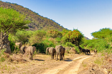 Obraz premium Tanzania, Serengeti park – Elephant.