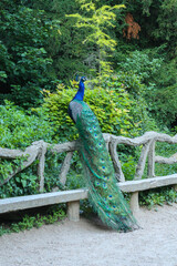 Obraz premium Peacock climbing a fence at the public park