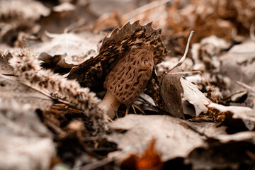 Selective focus on beautiful morel conical mushroom among dry leaves