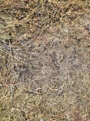 close up of grass