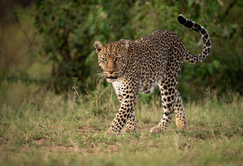 A leopard in the Mara, Africa 