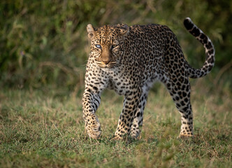 Obraz premium A leopard in the Mara, Africa 