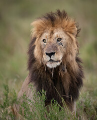 Fototapeta na wymiar A male lion in Africa 