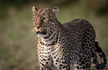 A leopard in the Mara, Africa 