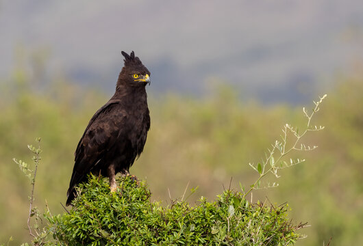 A long-crested eagle in Africa 