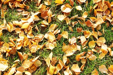 Autumn leaves texture. bright colours. texture. Autumn park grass ground with colorful leaves . High quality photo. the leaves are falling. close-up. forest texture. Dry birch, maple and oak leaves on