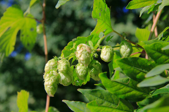 du houblon
