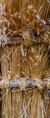 substructure of an old straw roof of an barn