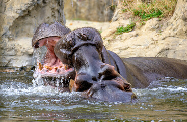 Two fighting river horses