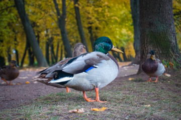Ducks in the autumn park